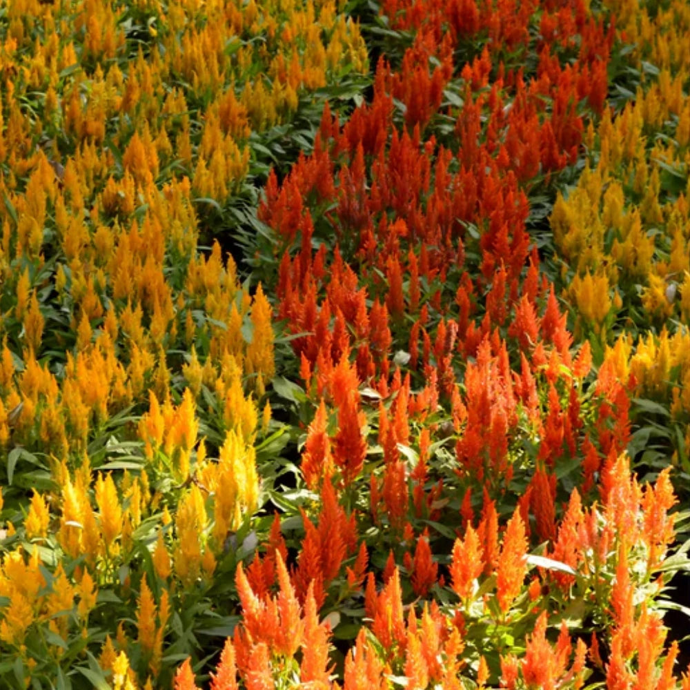 Celosia Plant