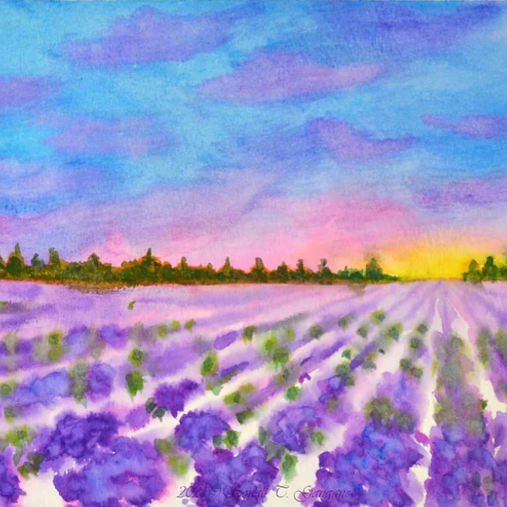 Lavender fields